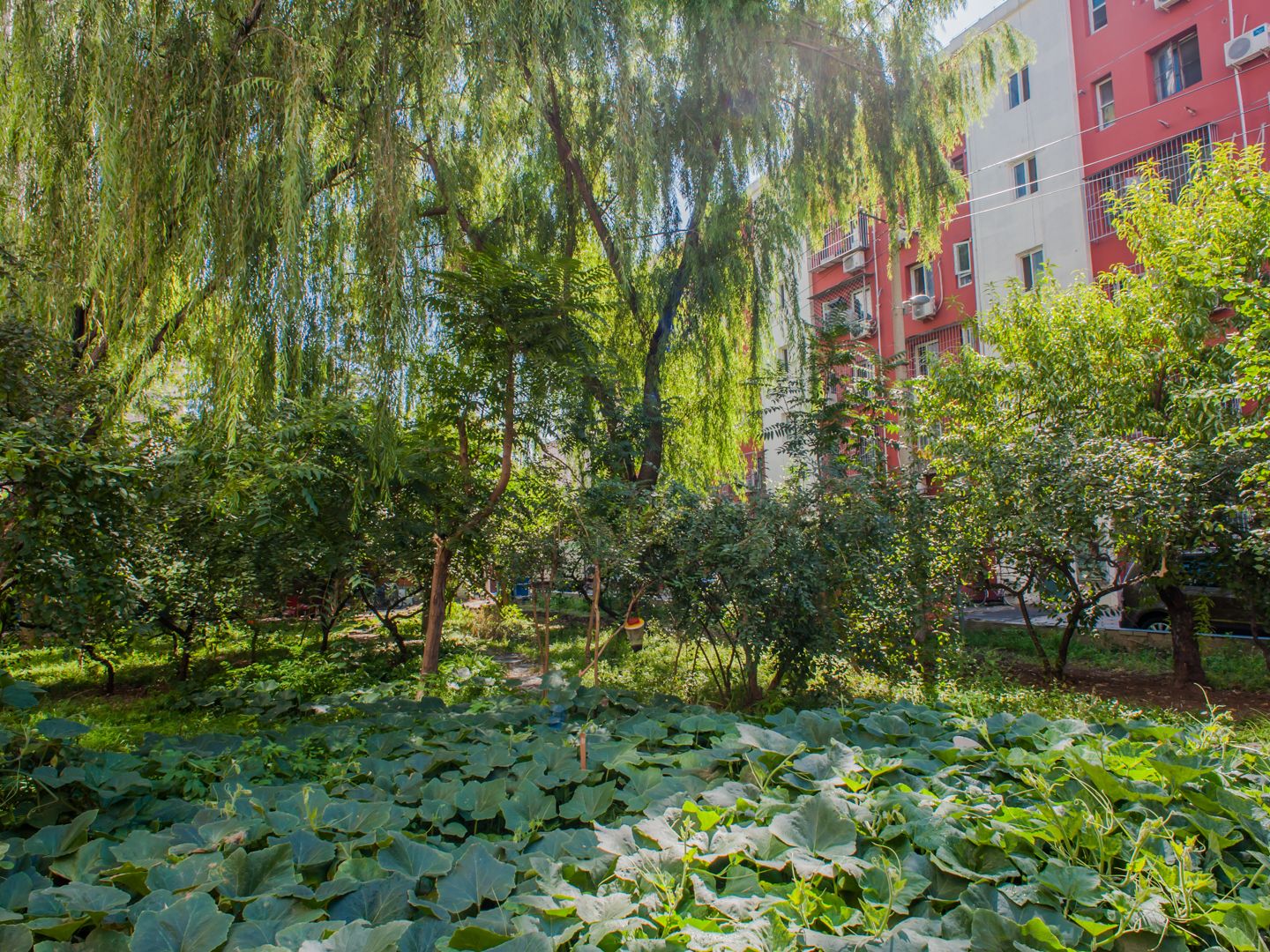 厂洼小区 environment