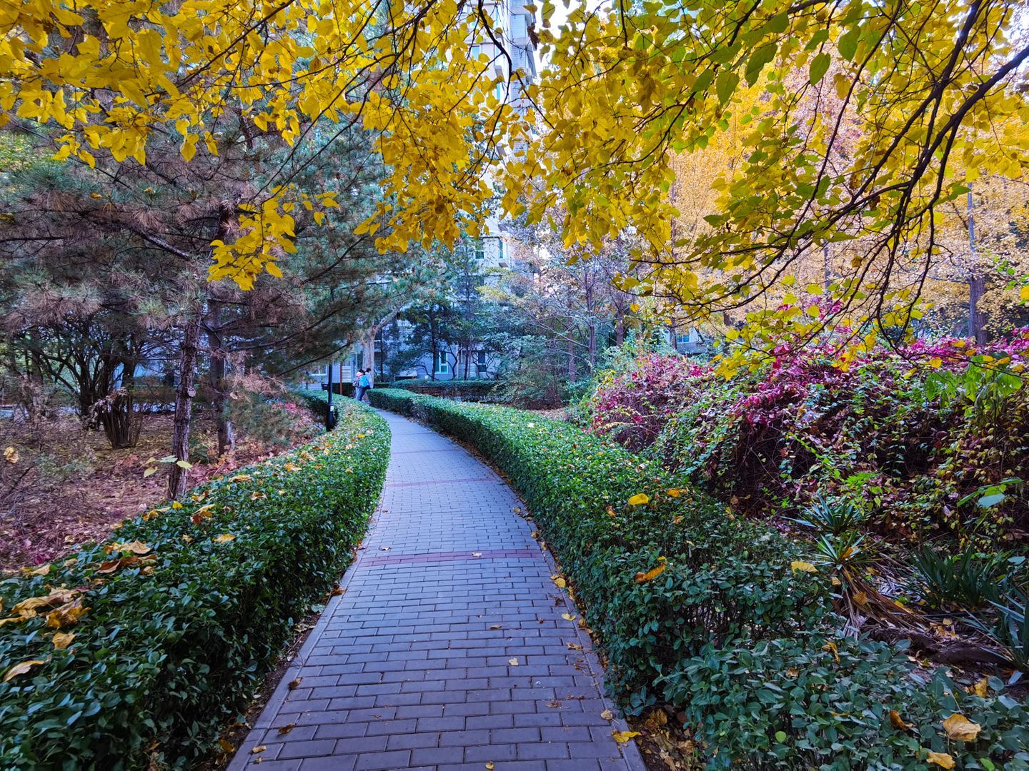 观澜国际 environment