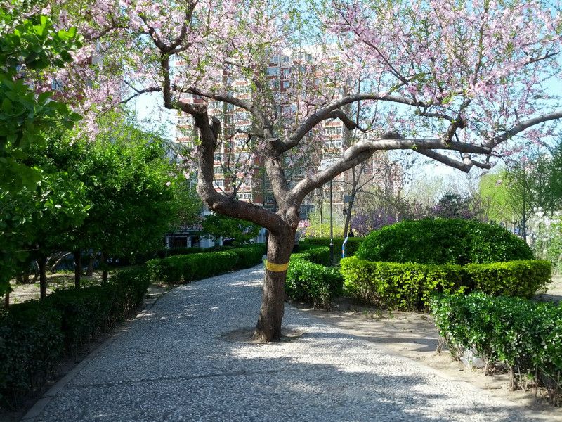 红莲中里 environment