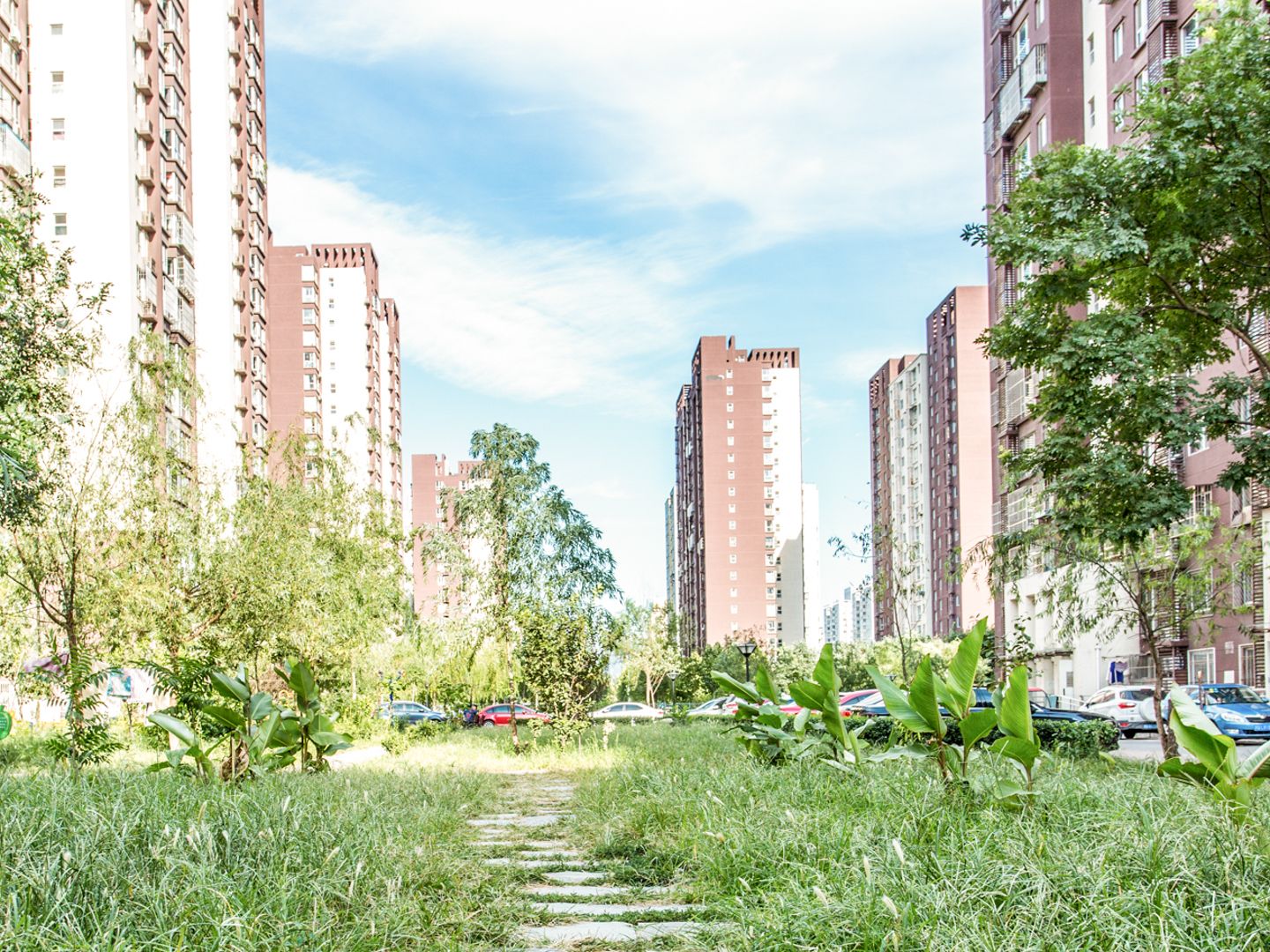 金顶阳光 environment