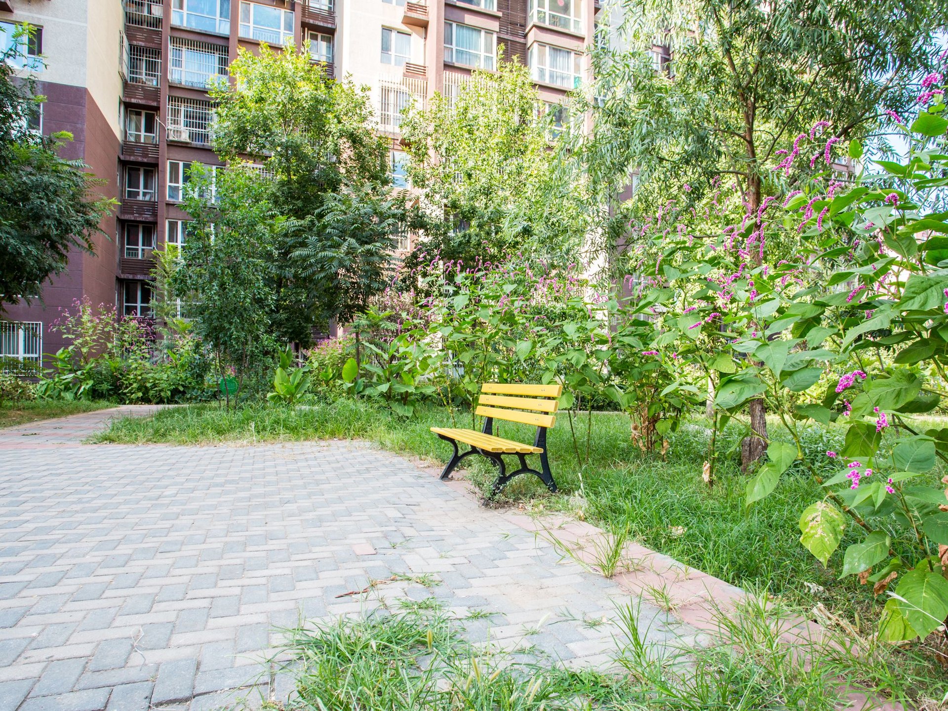 金顶阳光 environment