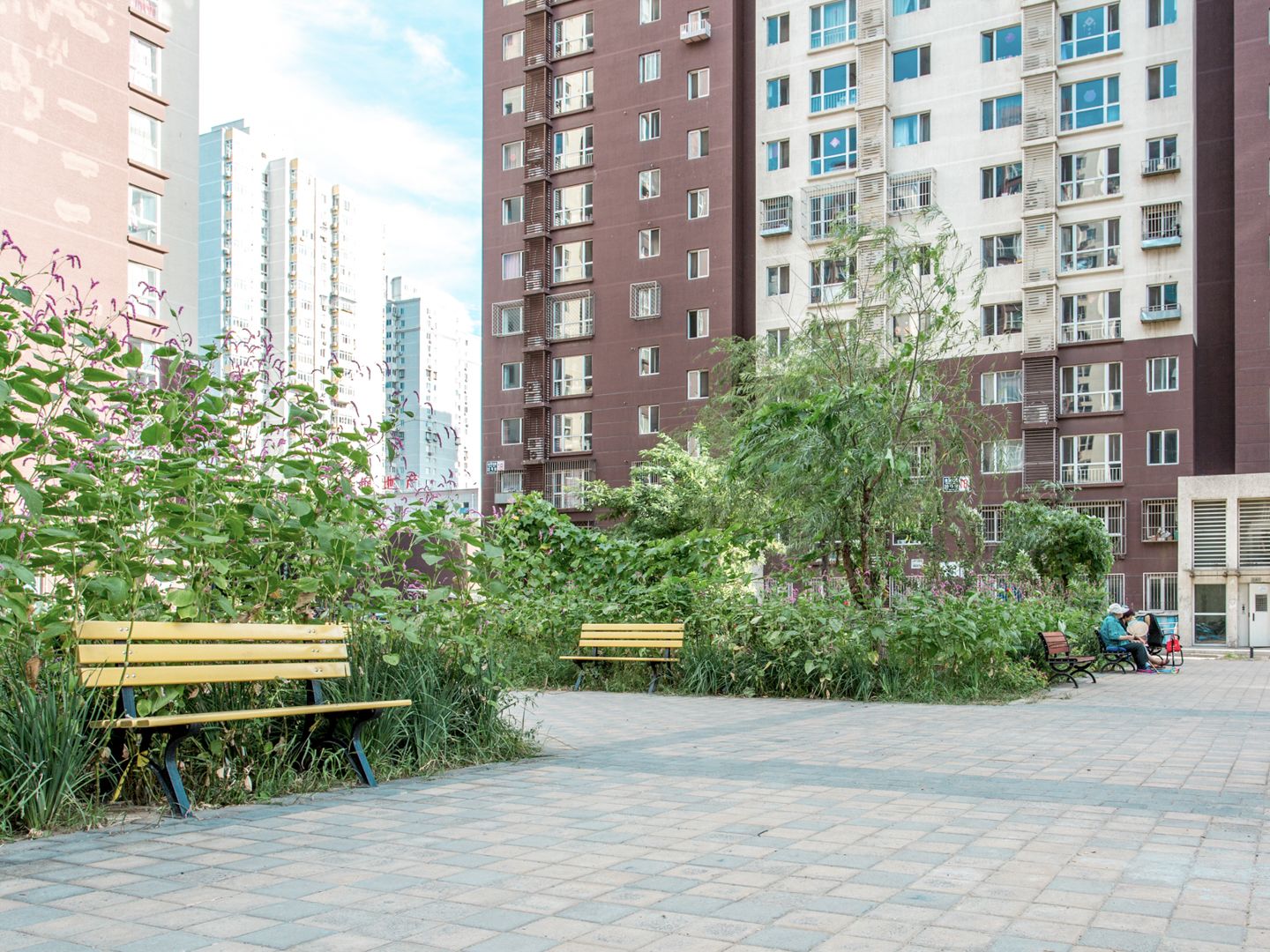 金顶阳光 environment