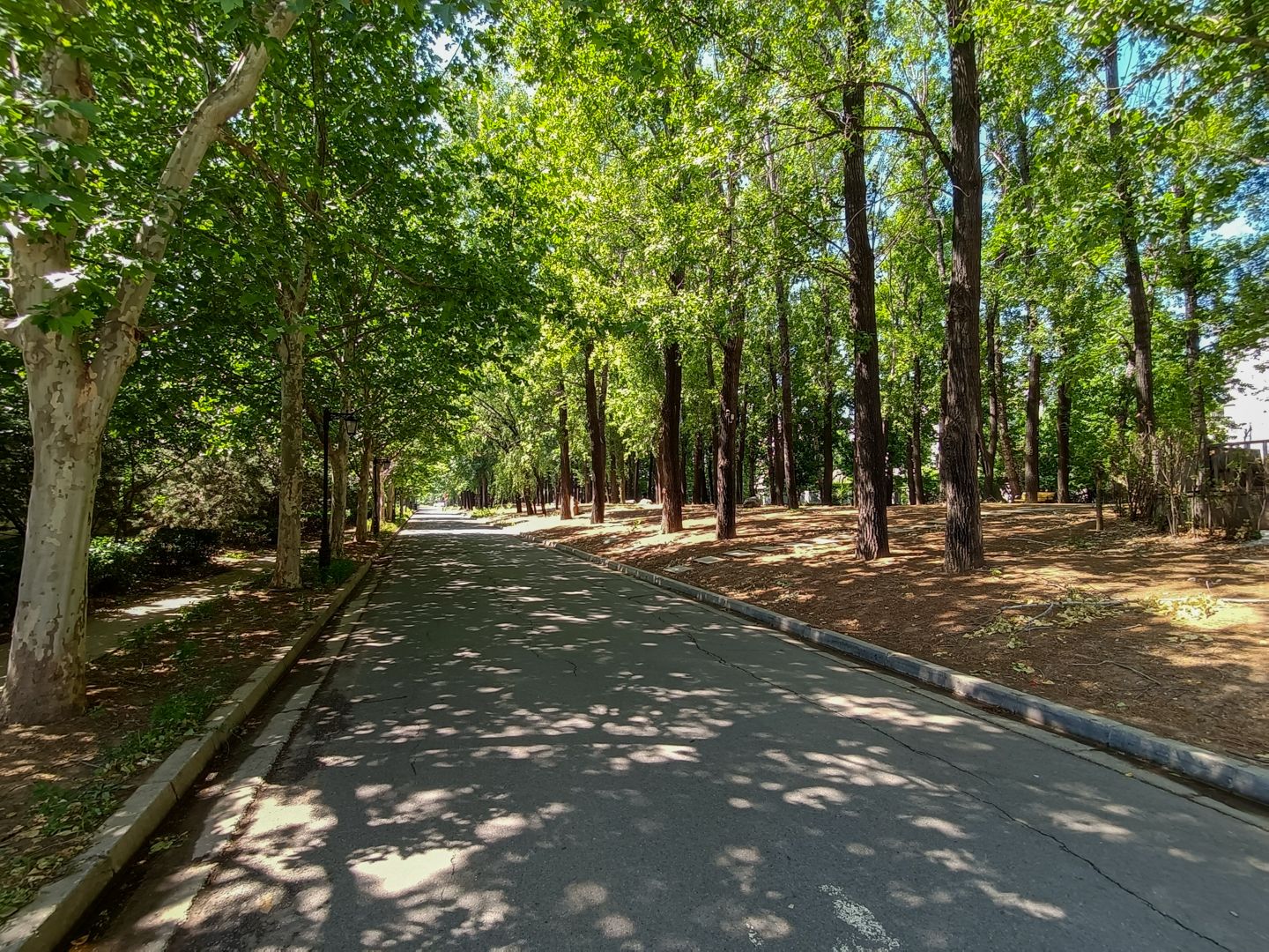 纳帕溪谷 environment