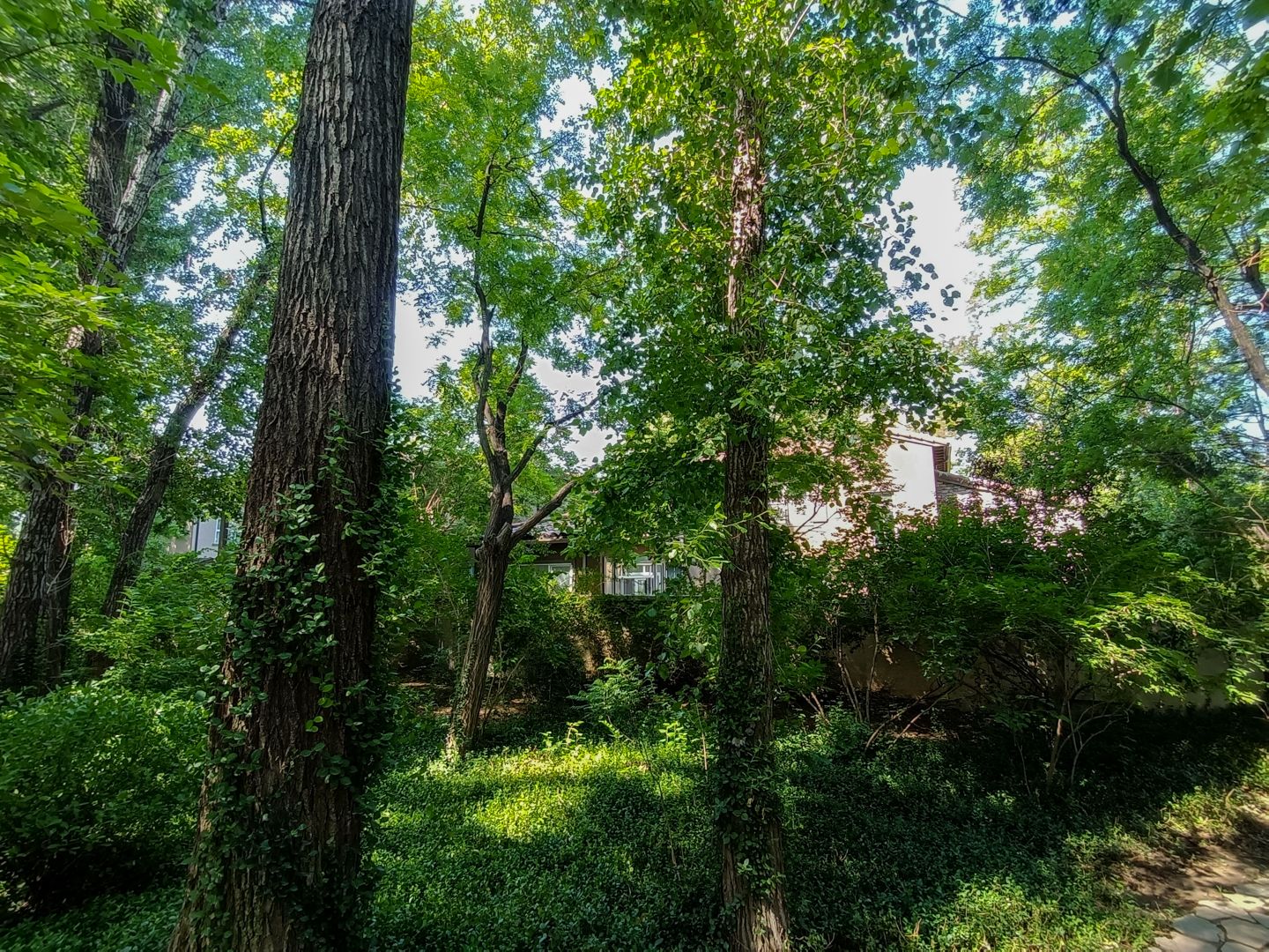 纳帕溪谷 environment