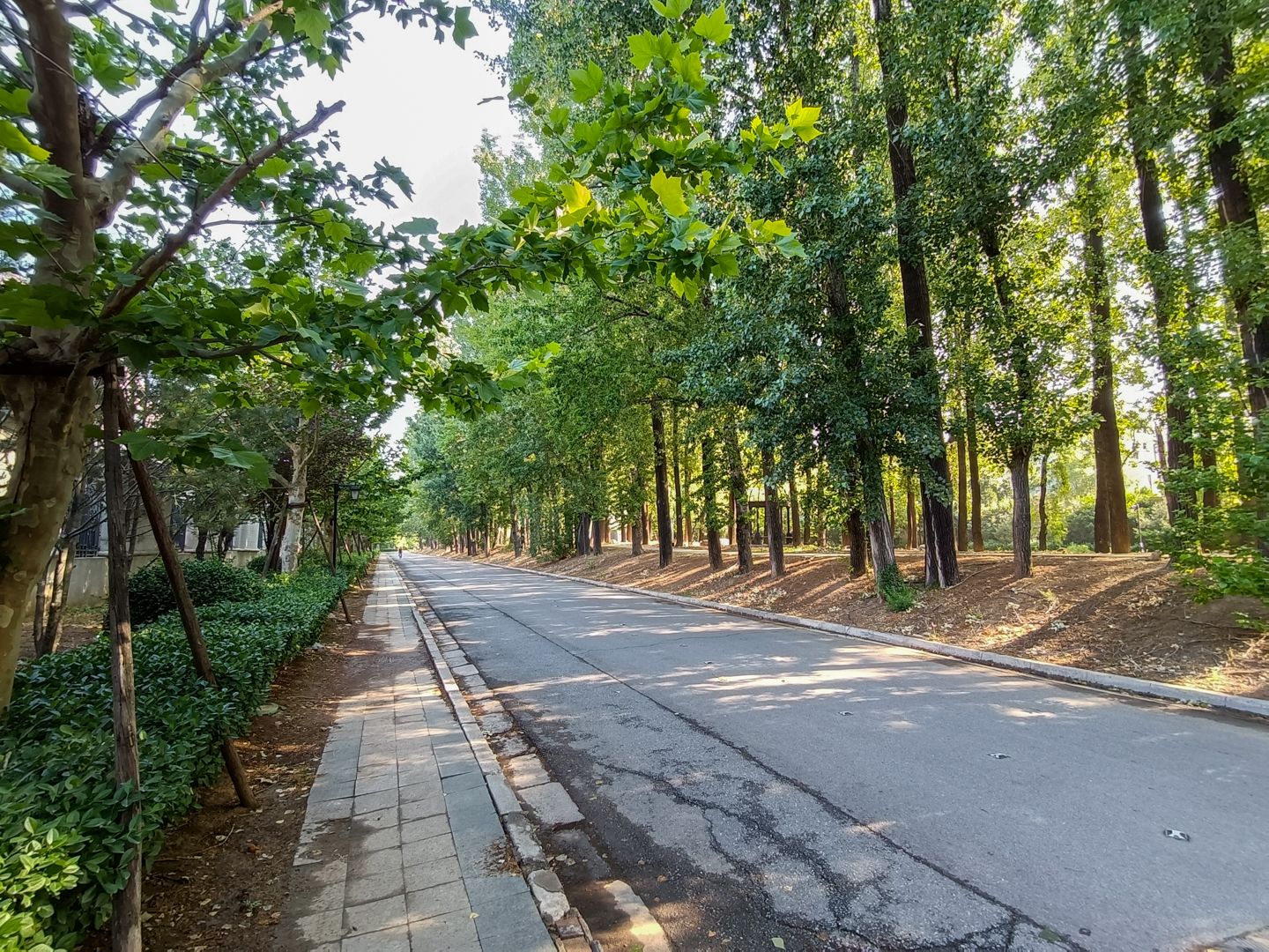 纳帕溪谷 environment