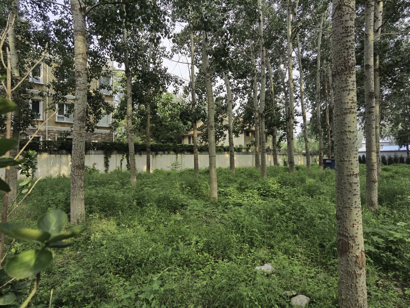 太利花园 environment