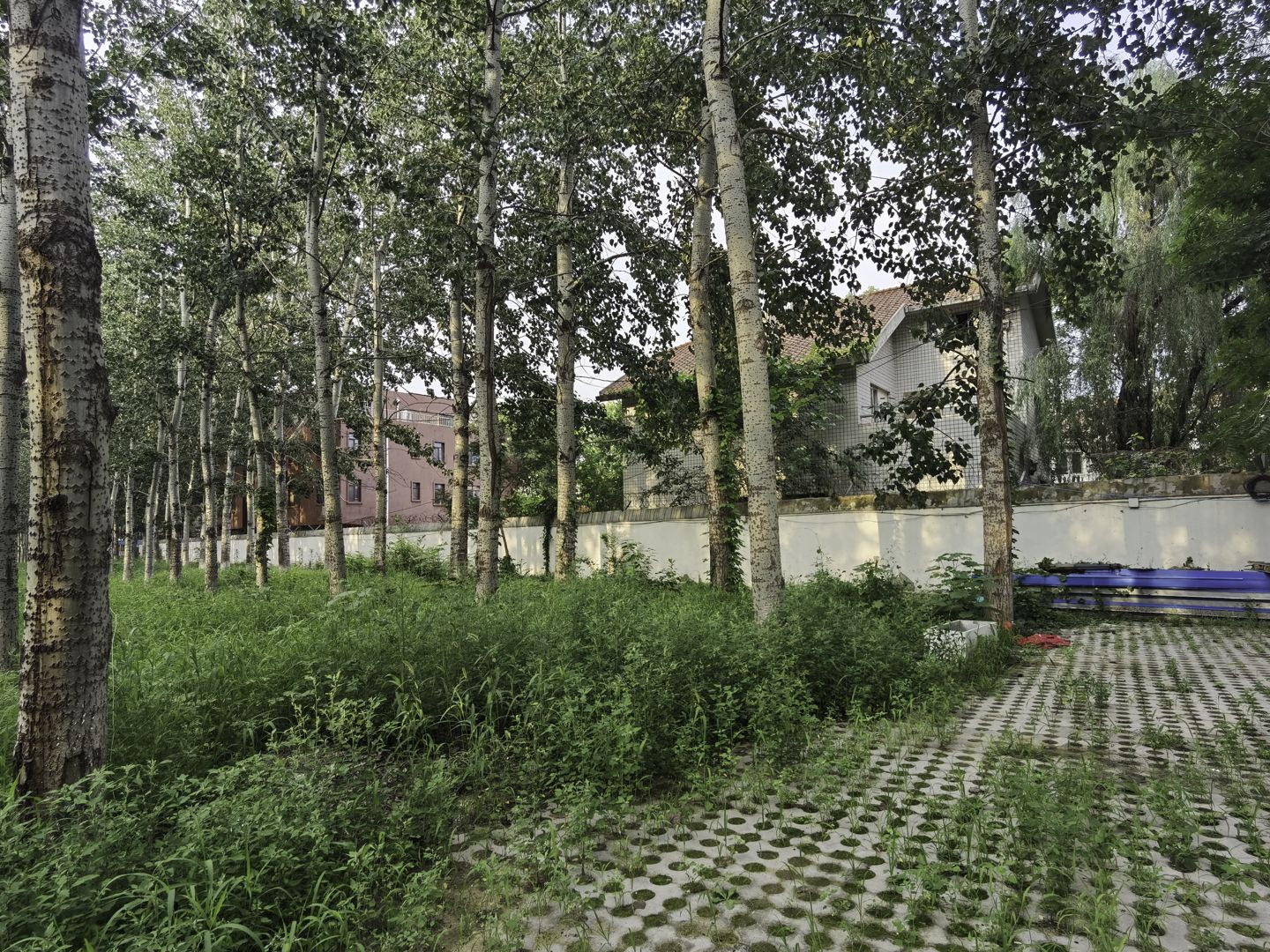 太利花园 environment