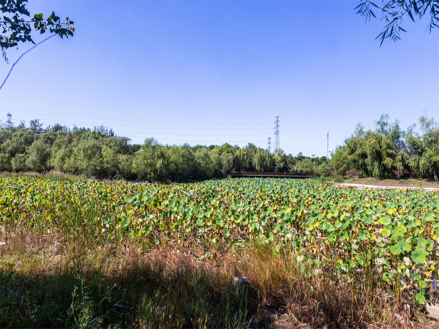 天鹅堡 environment