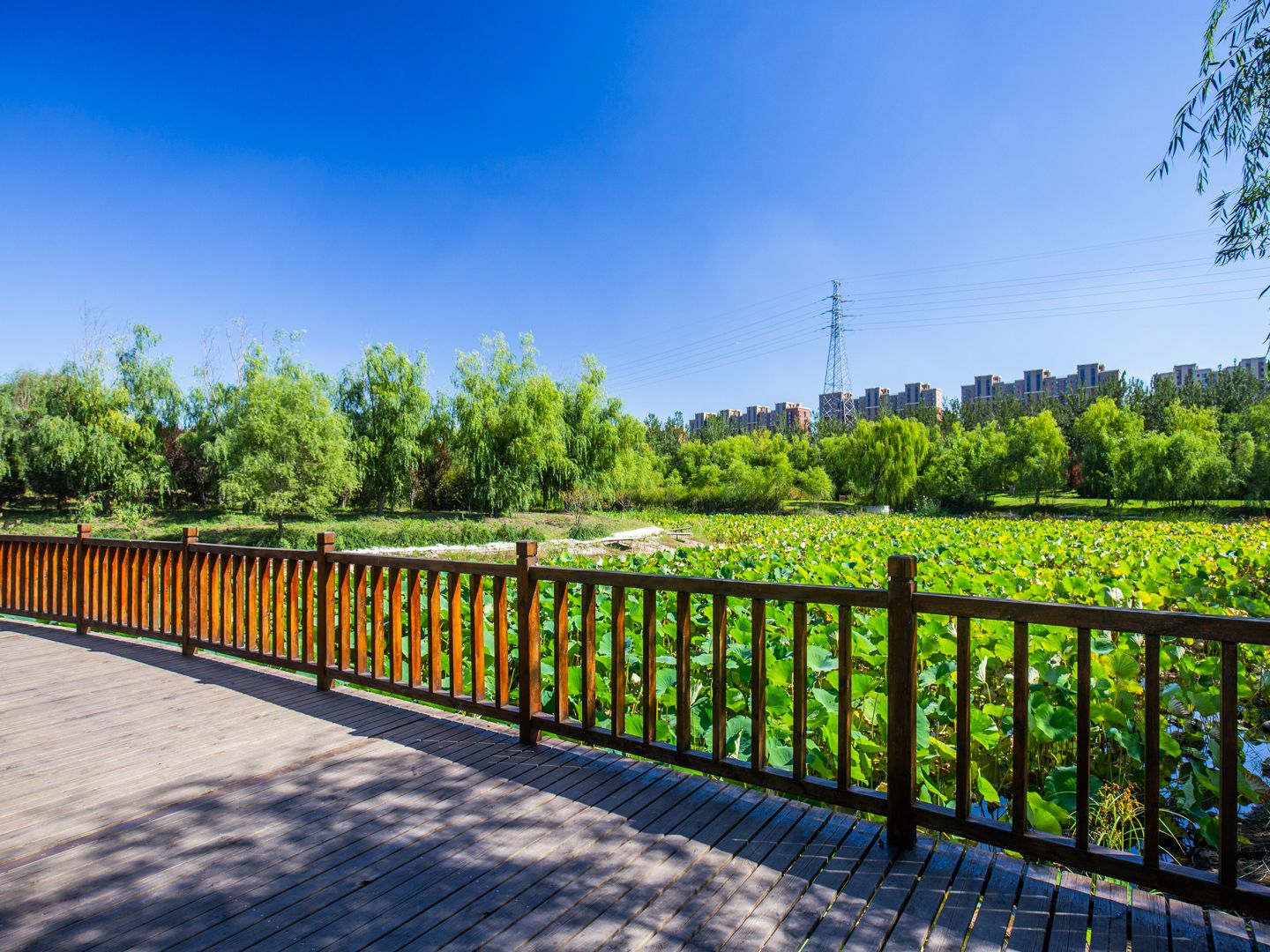 天鹅堡 environment