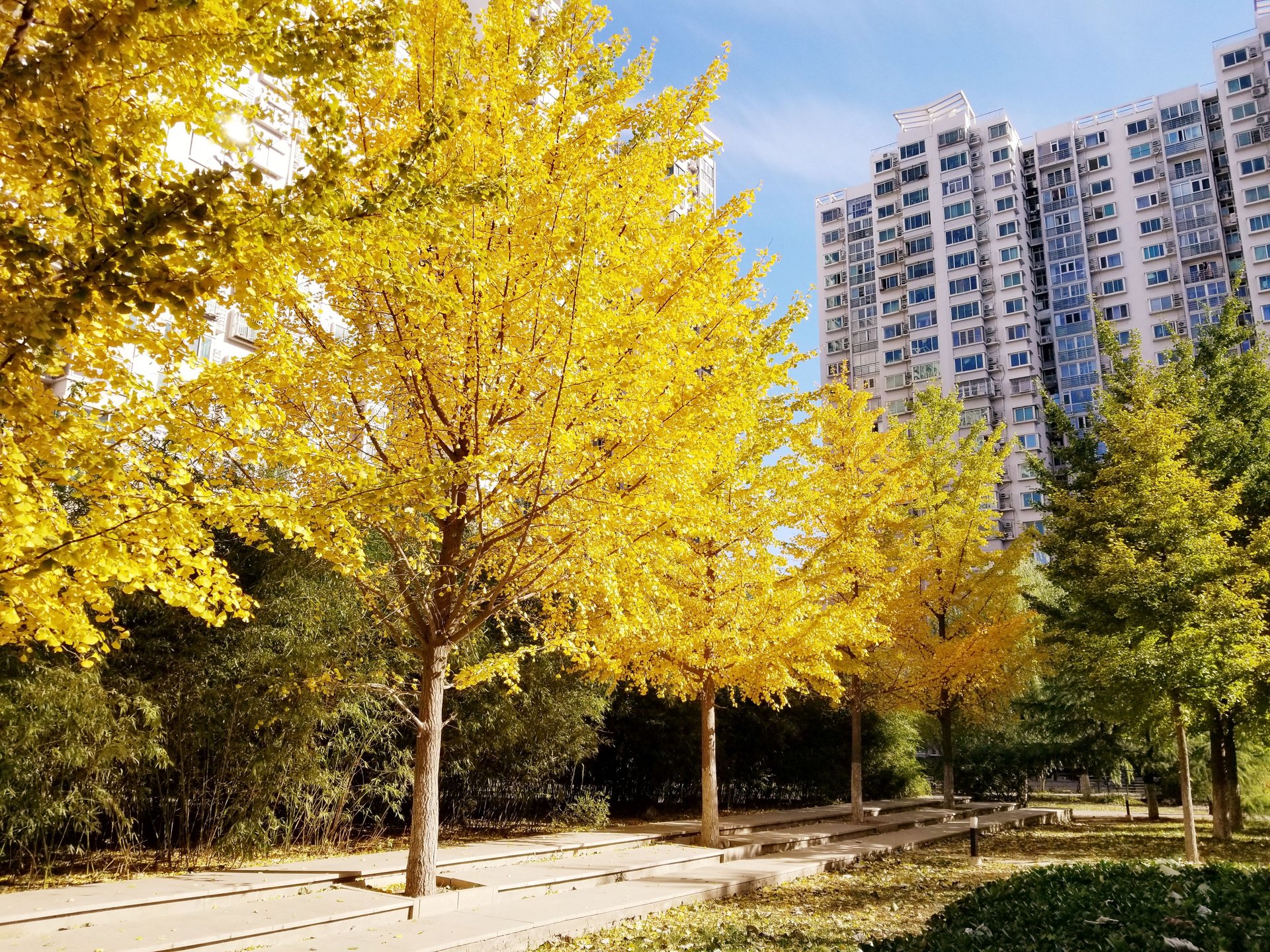 西府景园 environment