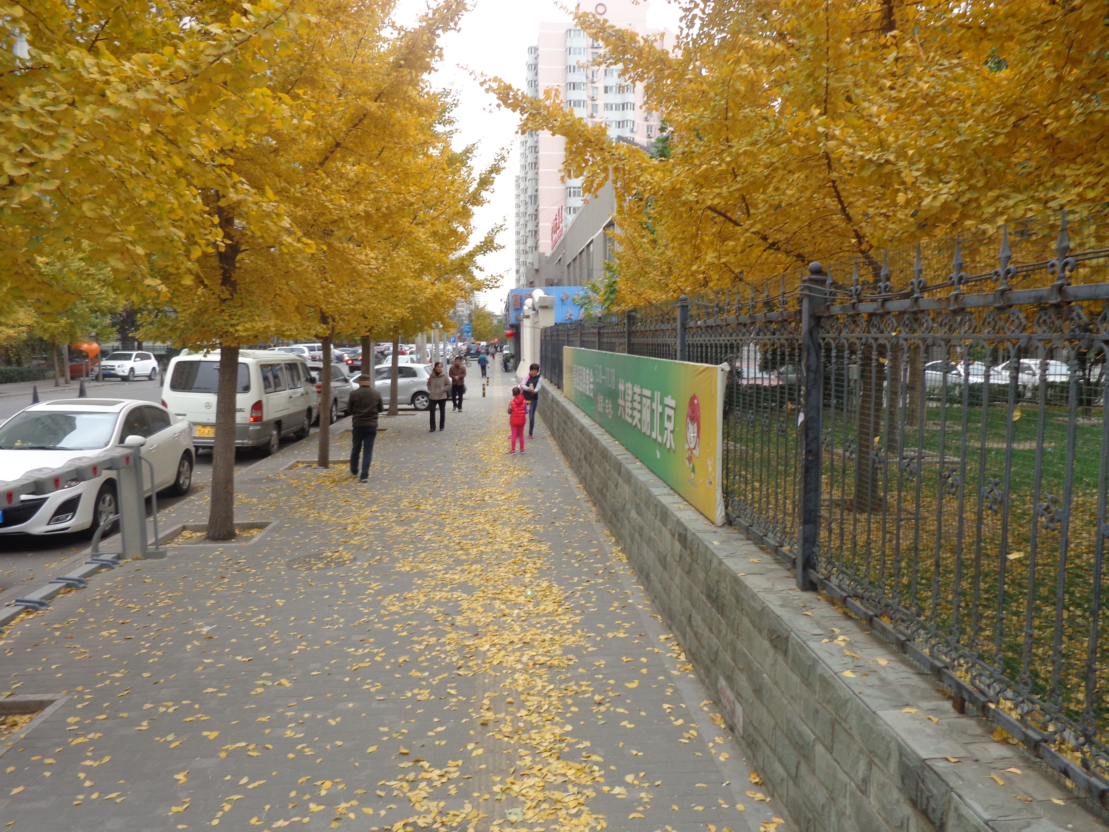 西罗园四区 environment