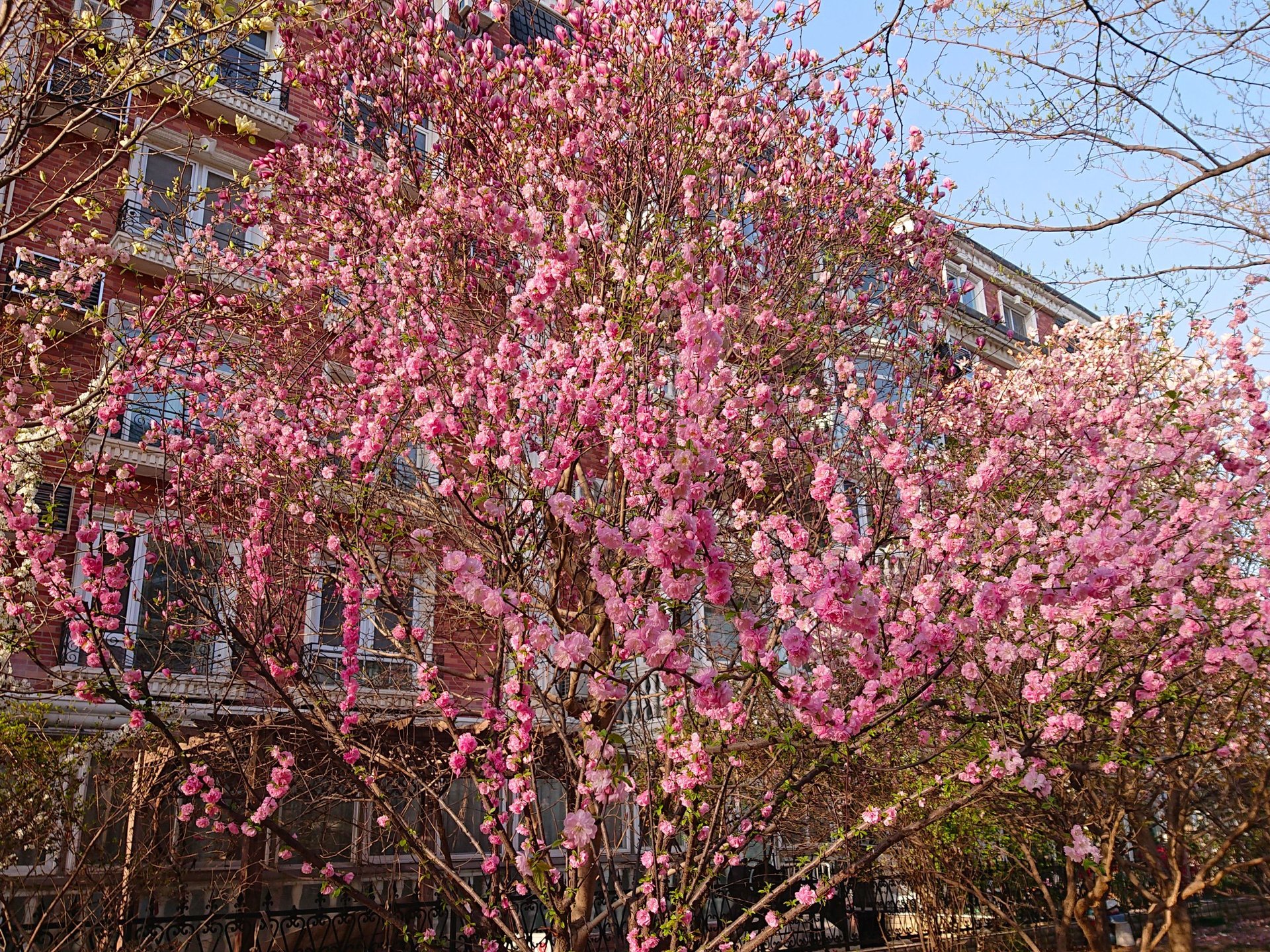 圆明园花园别墅 environment