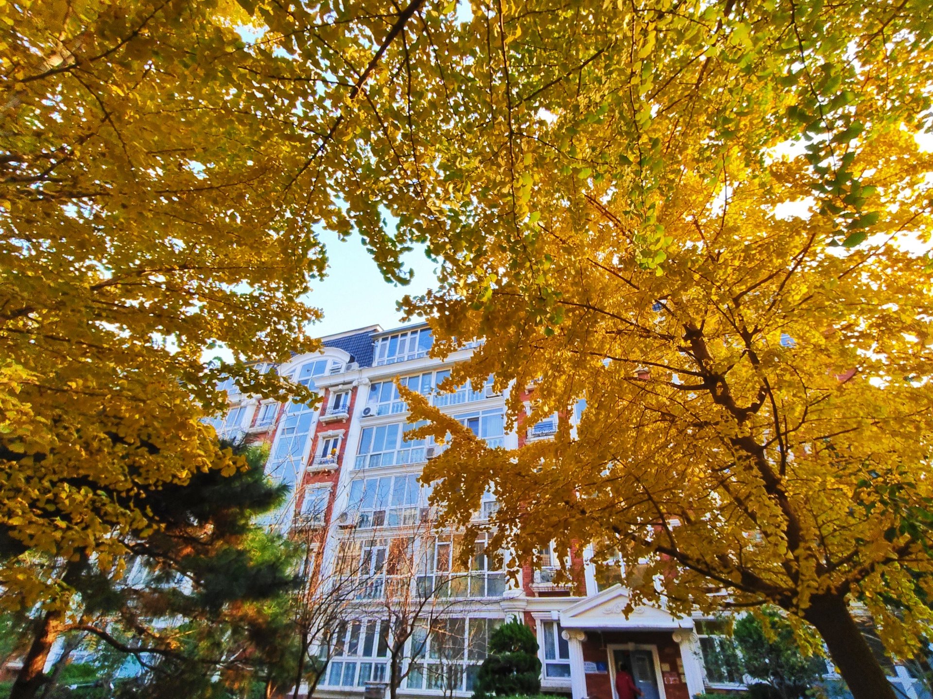 圆明园花园别墅 environment