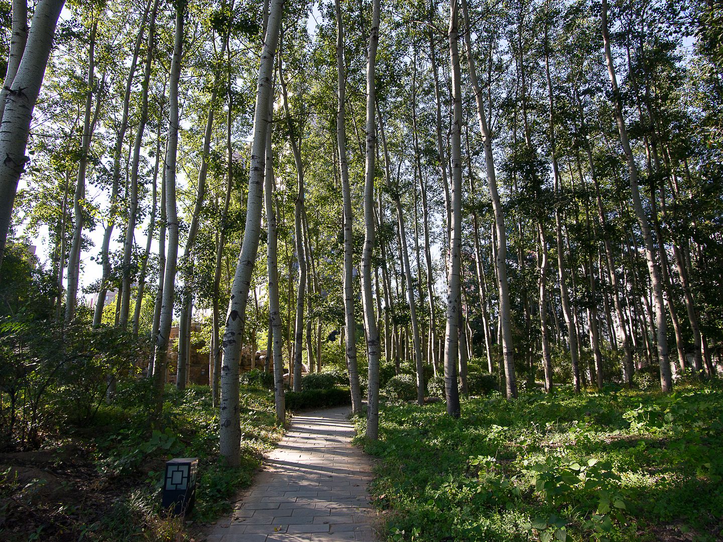 远洋一方林语苑 environment