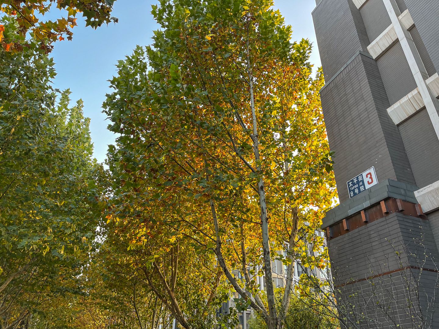 朱雀门 environment