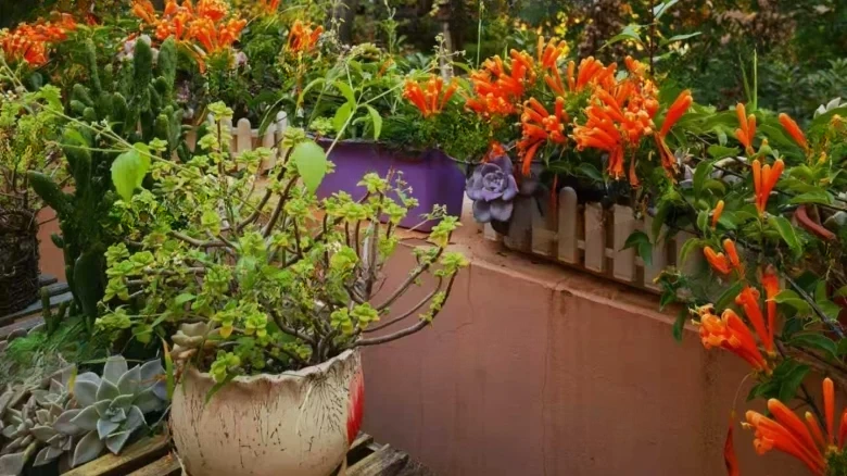 European Garden - View 15