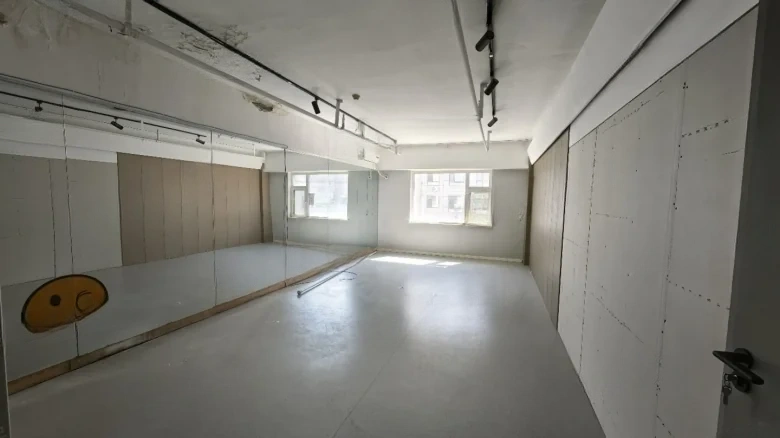 Camphor Tree Alanthus - View 2