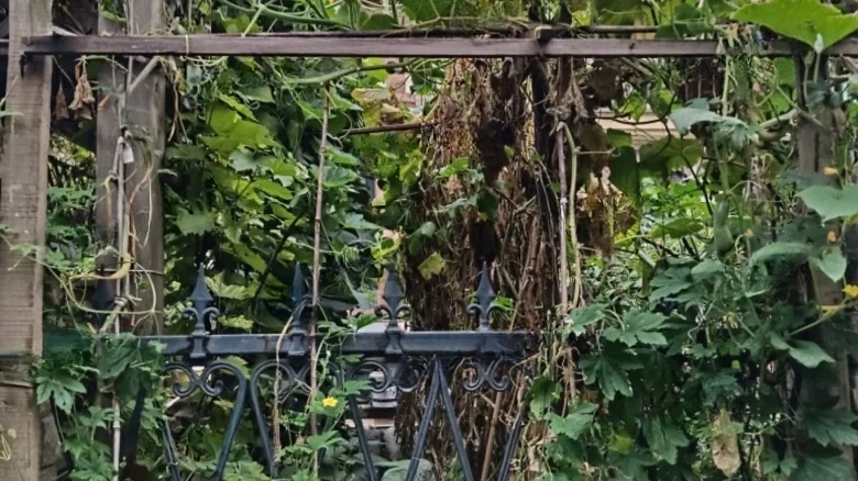 New Emerald Flower Stream - View 21