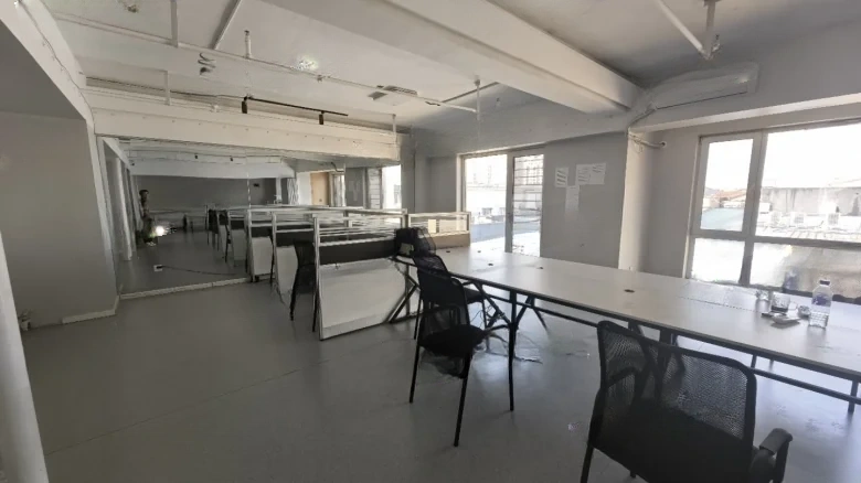 Camphor Tree Alanthus - View 4