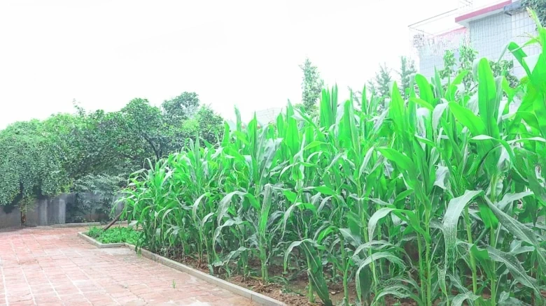 Golden Palace Country Manor - View 16