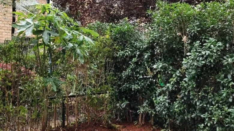 Cloud Ridge Heavenly Pride - View 22