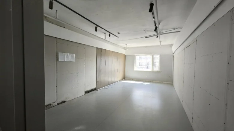 Camphor Tree Alanthus - View 3