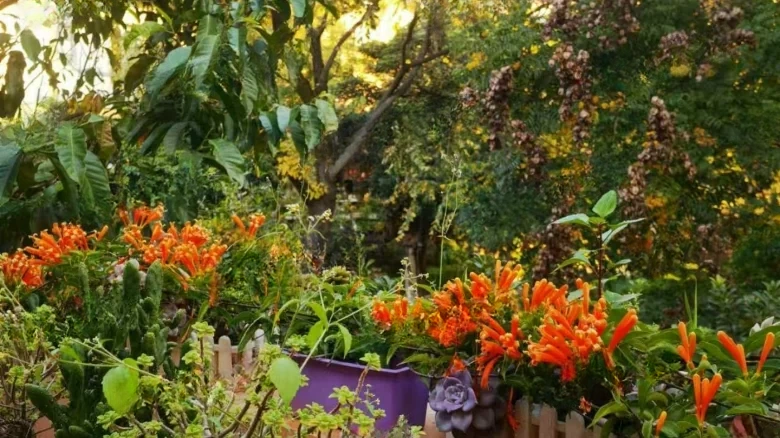 European Garden - View 14